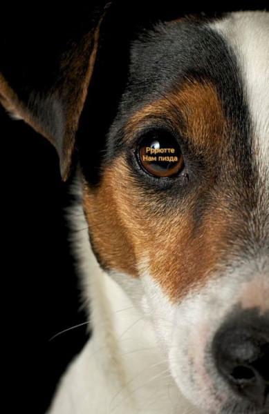 Мем, Максим Камерер