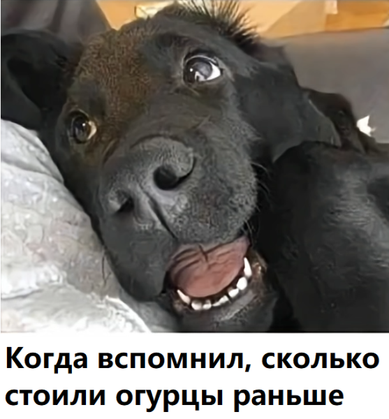 Мем, immar Мем, immar