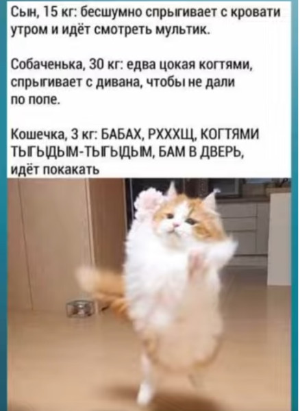 Мем, immar Мем, immar