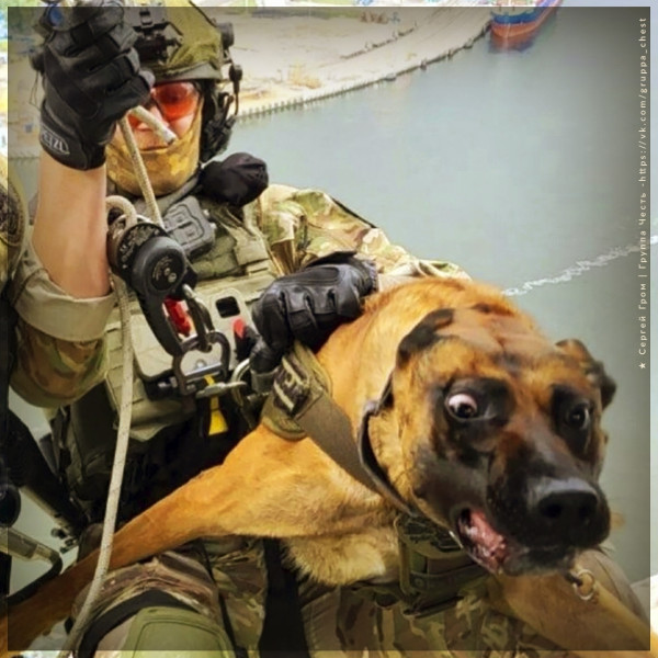 Мем: На парашюте с собачкой, будни десанта., Ввелник Мем: На парашюте с собачкой, будни десанта., Ввелник