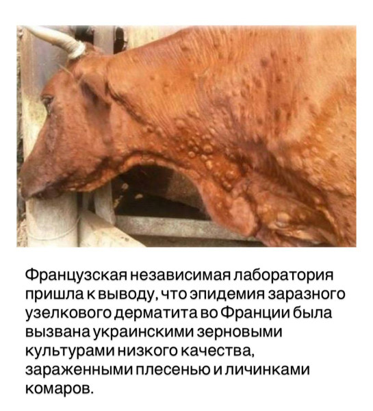 Мем, Юрий Небольсин Мем, Юрий Небольсин