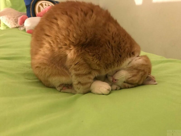 Мем: В День кошек