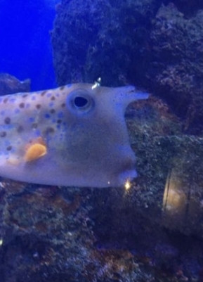 Мем: Рыбка, MNXALblCX