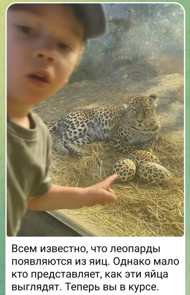 Мем, Кот Отморозкин