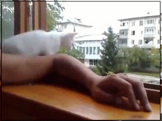 Мем: Ты поаккуратнее: чай у тебя не 9 жизней!, Серж Скоров