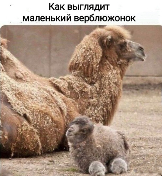 Мем, Рысь Мем, Рысь