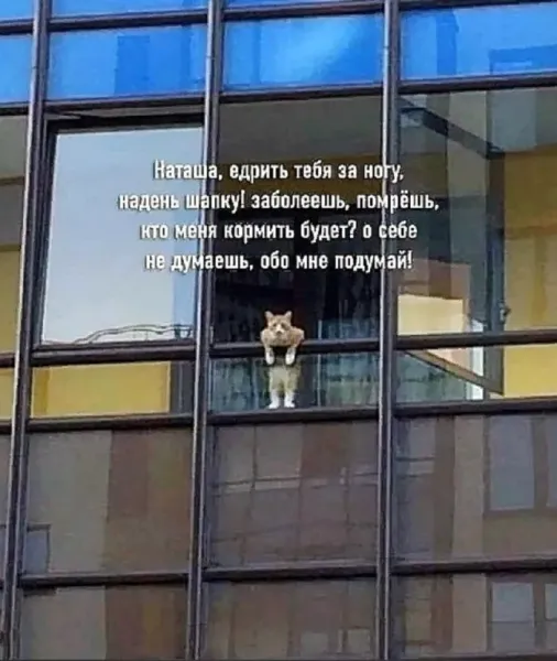 Мем: Прикол, Юмористка