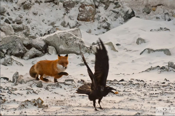 Мем: Лисица и Ворона – матч реванш