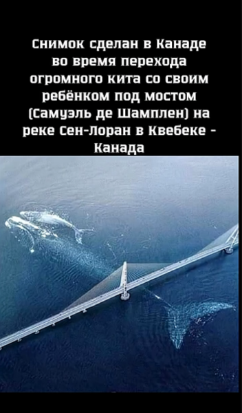 Мем, hop za za Мем, hop za za