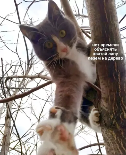 Мем: Мемы, Юмористка