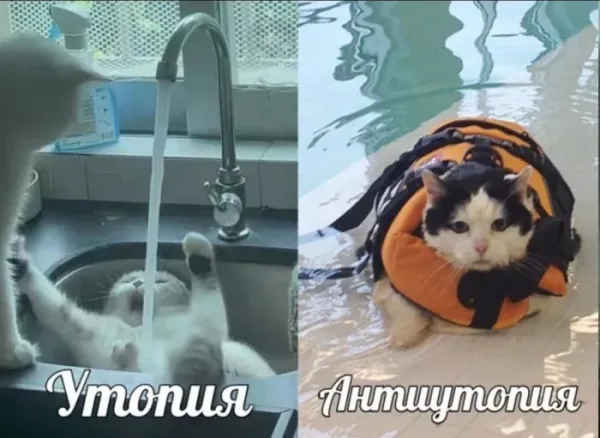 Мем: Приколы, Юмористка