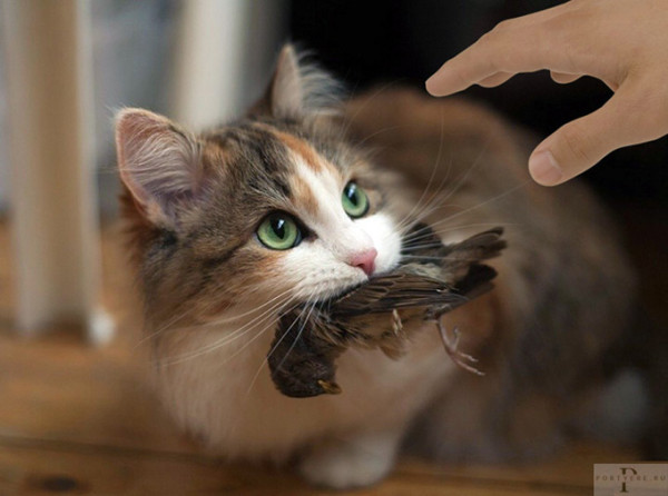 Мем: Когда жена села на диету