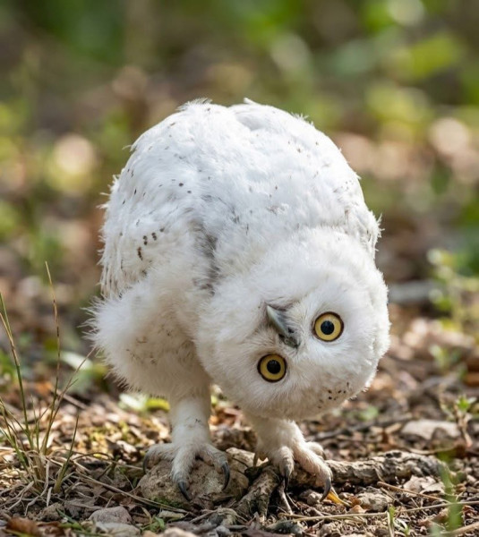 Мем: Простите, что Вы сказали?, Msl Мем: Простите, что Вы сказали?, Msl