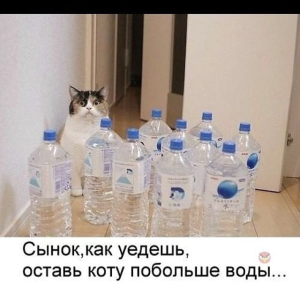 Мем: Сынок, как уедешь, оставь коту побольше воды, RusLan2025