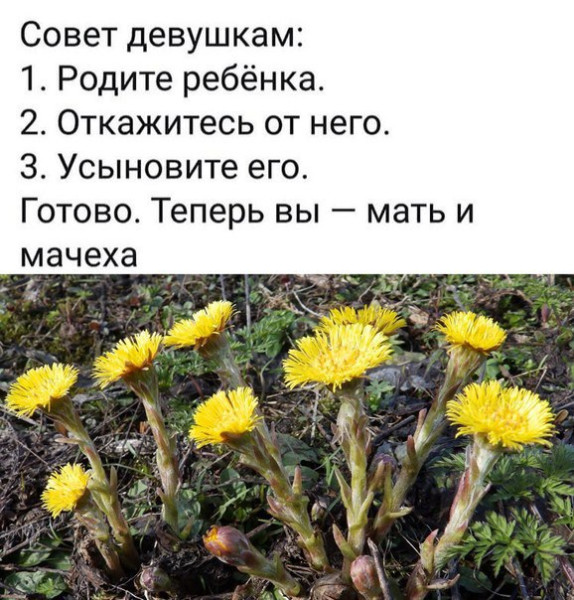 Мем, Ashmedai Мем, Ashmedai