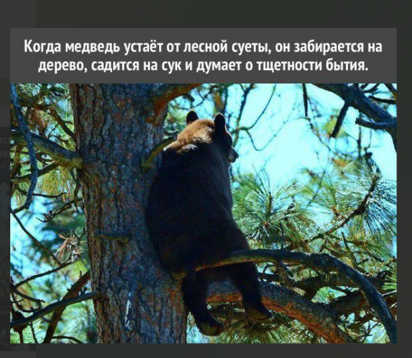 Мем, Mghost Мем, Mghost