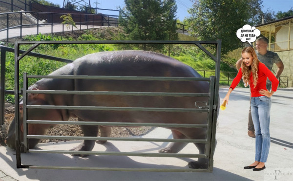 Мем: Другой случай в зоопарке