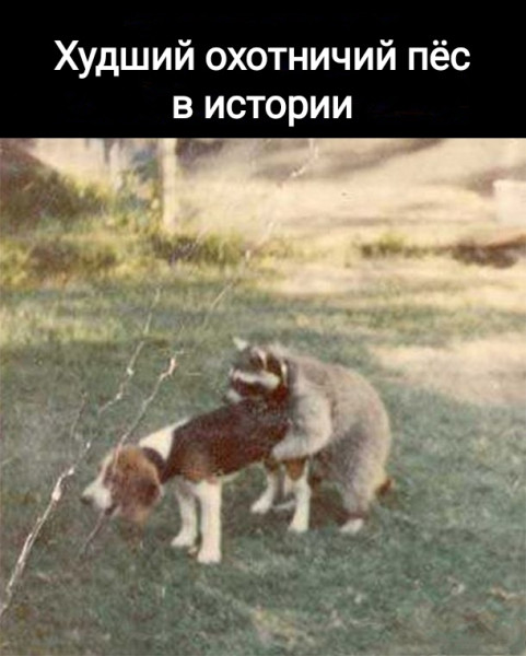 Мем, Рысь