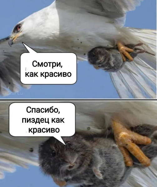 Мем, Рысь