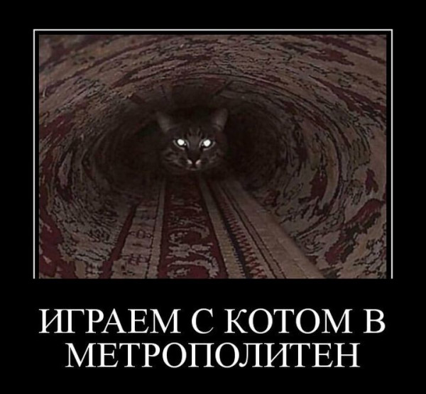 Мем: Играем с котом в Метрополитен