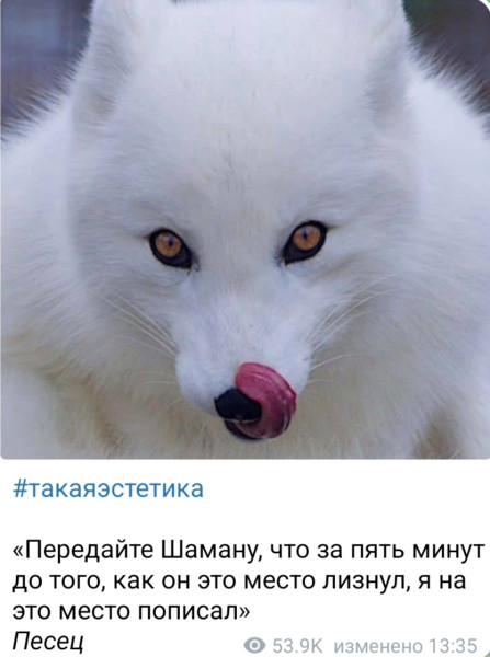 Мем, Ashmedai