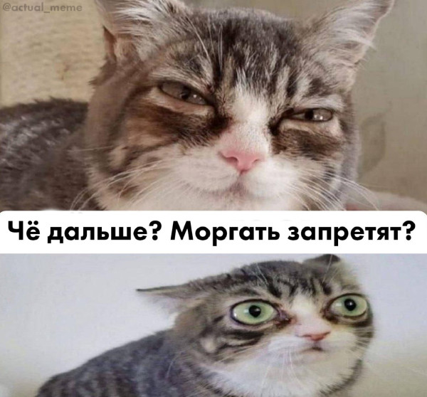 Мем, Diogenes Мем, Diogenes