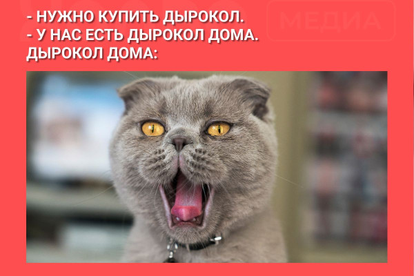 Мем: дырокол, Я УМРУ ПОСЛЕЗАВТРА