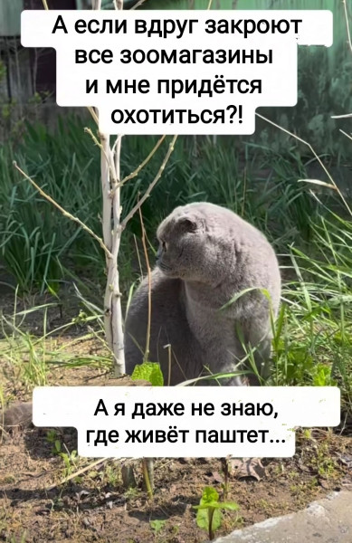 Мем, Рысь