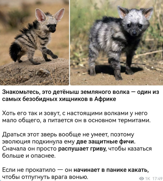 Мем: Известен ещё как прибалтийский тигр, Юрий Небольсин