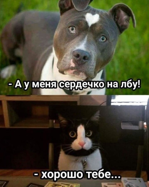 Мем: Смешные картинки, iteam
