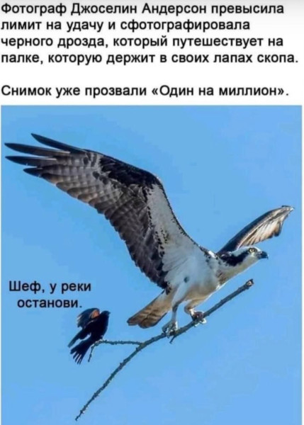 Мем, Hendry