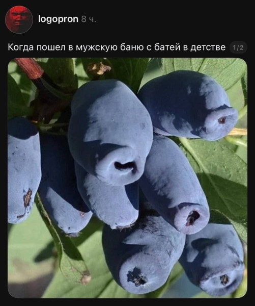Мем, Ashmedai Мем, Ashmedai