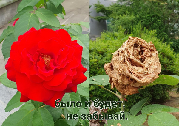 Мем: Будущее, lyulya Мем: Будущее, lyulya