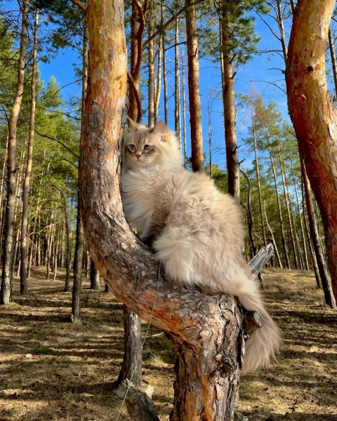 Мем