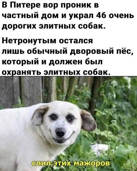 Мем, Ashmedai