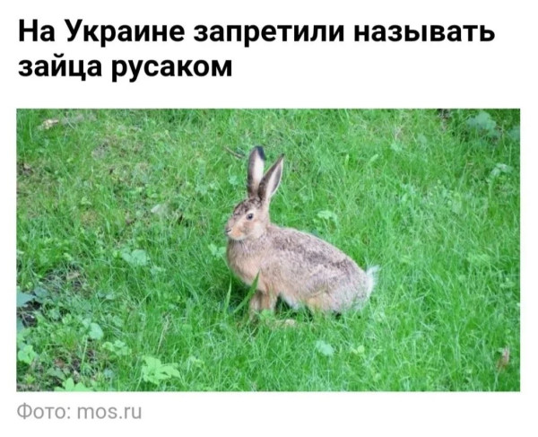 Мем, Bassplayer