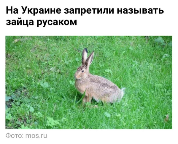 Мем: Удар ниже пояса, Юрий Небольсин