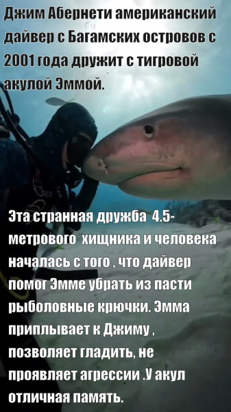 Мем: Дружба акулы и человека, RusLan2025 Мем: Дружба акулы и человека, RusLan2025