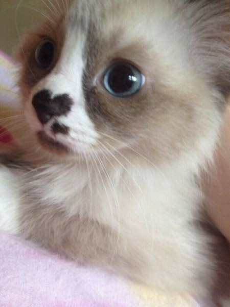 Мем: Котёнок с сердечком на носу, Леонид Хлыновский Мем: Котёнок с сердечком на носу, Леонид Хлыновский