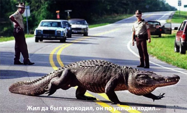 Мем: Ошибка эволюции