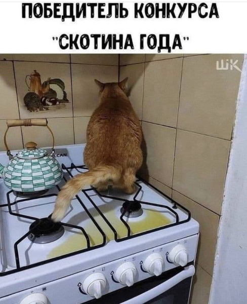 Мем, plintus Мем, plintus