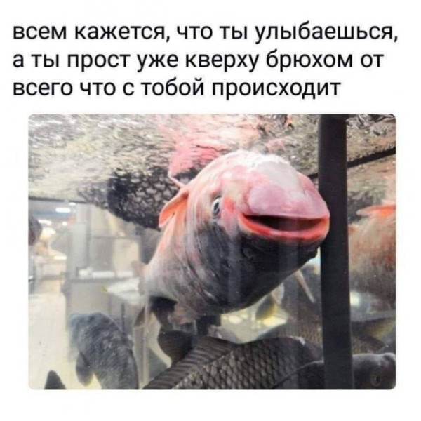 Мем, Bassplayer