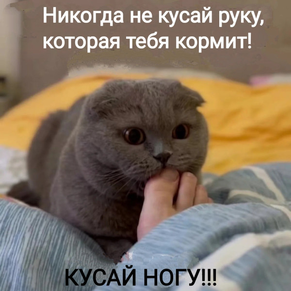 Мем, Рысь