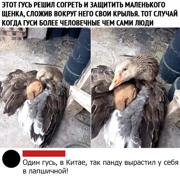 Мем, Mghost Мем, Mghost
