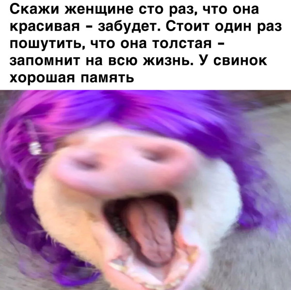 Мем, Кот Отморозкин