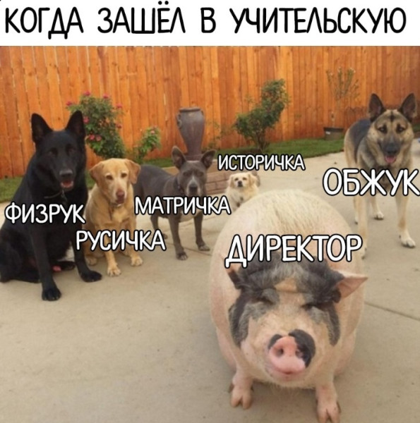 Мем, Кот Отморозкин Мем, Кот Отморозкин