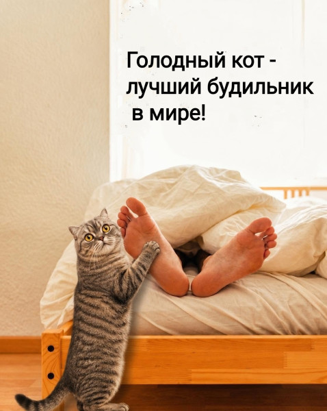 Мем, Рысь Мем, Рысь