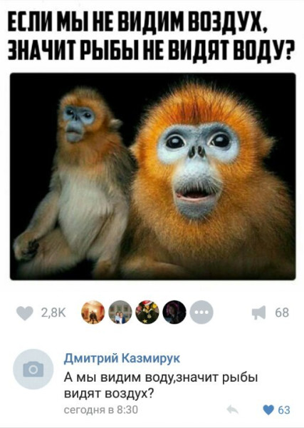 Мем, Кот Отморозкин