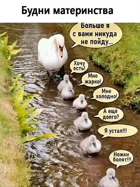 Мем, Антиклептократ Мем, Антиклептократ