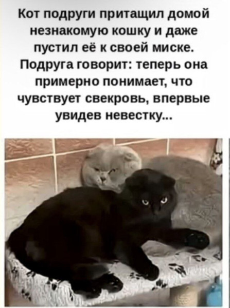 Мем, Ashmedai
